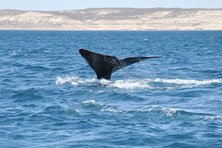 ballenas avistaje