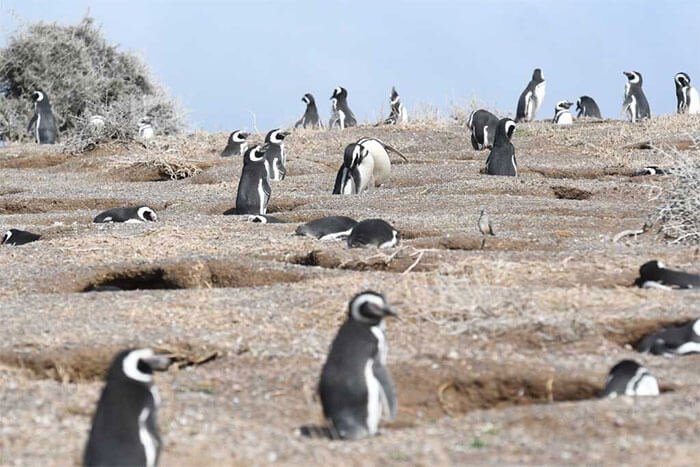 agencias de viajes en madryn