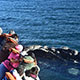 Avistaje de ballenas en Puerto Madryn