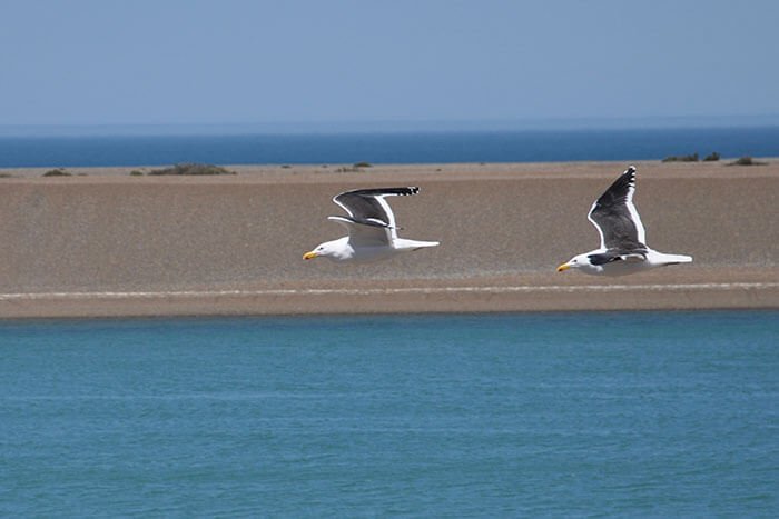 contacto puerto madryn turismo